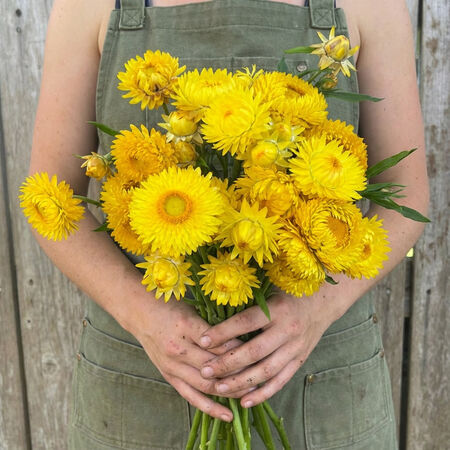 Monster Lemon Yellow, Strawflower Seeds - Packet image number null